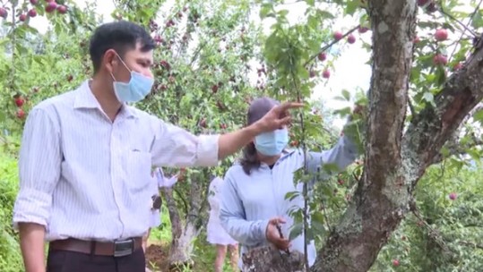 Lào Cai khai thác thế mạnh phát triển cây ăn quả ôn đới