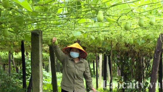 Gỡ khó tiêu thụ nông sản trong thời gian có dịch Covid-19
