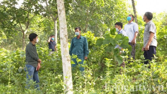 Cần đảm bảo quyền lợi của người dân khi tham gia dự án trồng cây cao su