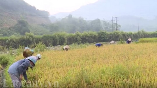 Người dân đảm bảo an toàn khi thu hoạch lúa vụ xuân