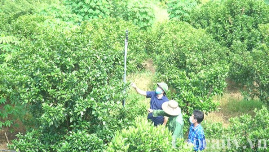Linh hoạt trong chuyển đổi cơ cấu cây trồng