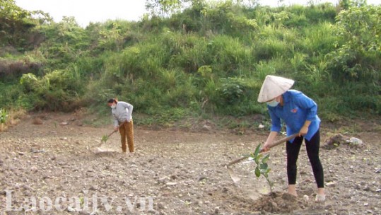 Thành đoàn Lào Cai: Phát huy sức trẻ trong phát triển kinh tế