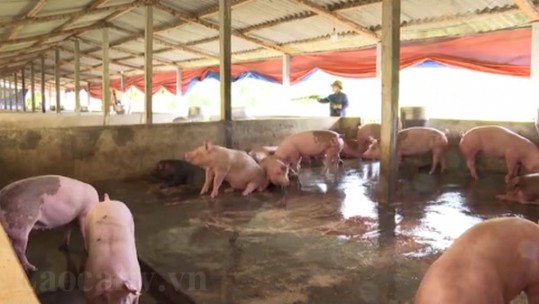 Bảo Thắng khuyến khích phát triển kinh tế trang trại và gia trại
