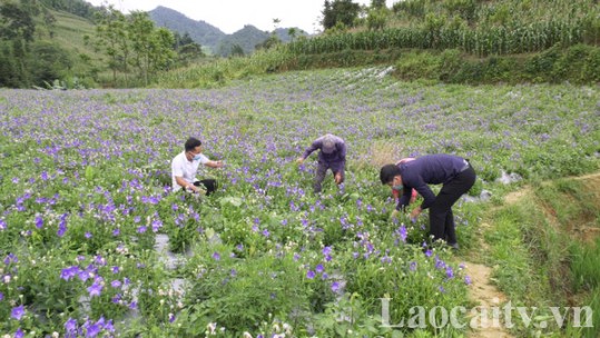 Lùng Cải chuyển mình trong nhiệm kỳ mới