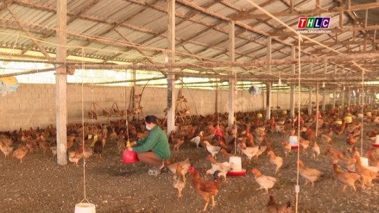 Bảo Thắng phát triển nhiều mô hình trang trại chăn nuôi thu nhập cao