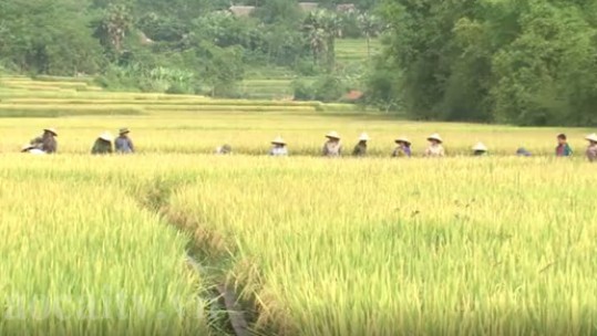 Nhân rộng kỹ thuật canh tác lúa cải tiến SRI