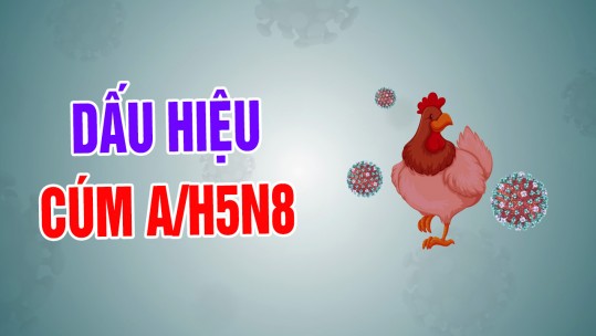 Dấu hiệu nhận biết cúm gia cầm thể độc lực cao A/H5N8