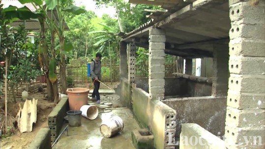 Lào Cai: Dịch tả lợn châu Phi cơ bản được khống chế