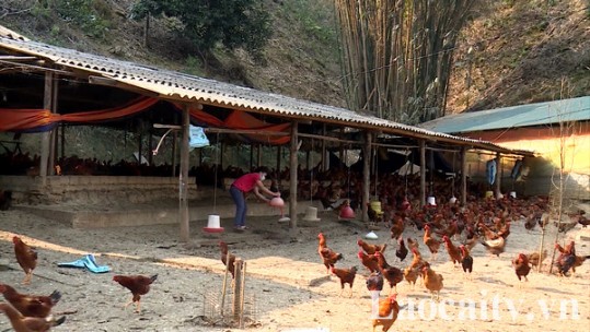 Tập trung các biện pháp ngăn chặn cúm gia cầm