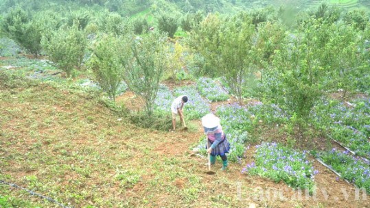 Hiệu quả mô hình trồng dược liệu dưới tán cây ăn quả