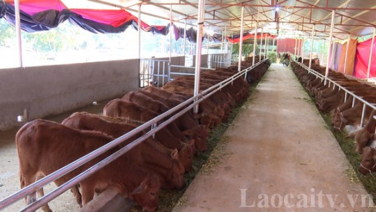Bảo Hà nhân rộng mô hình nuôi bò hàng hóa