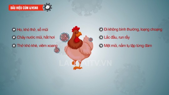Dấu hiệu nhận biết gia cầm nhiễm cúm A/H5N8