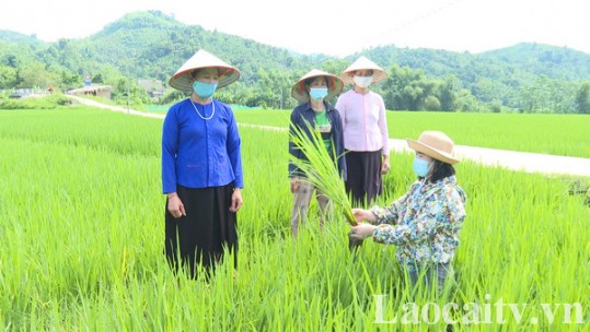 Chủ động phòng trừ sâu bệnh trên lúa mùa