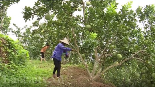 Nông dân chăm sóc bưởi Múc trước khi vào vụ thu hoạch