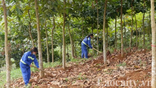 Đến năm 2025: Lào Cai phấn đấu đạt tỷ lệ tán che phủ rừng 60%