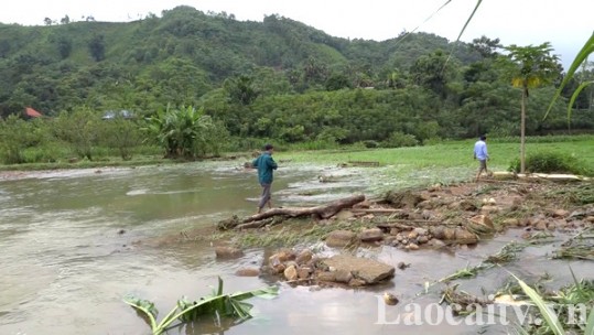 Mưa lớn gây thiệt hại về hoa màu ở xã Phúc Khánh