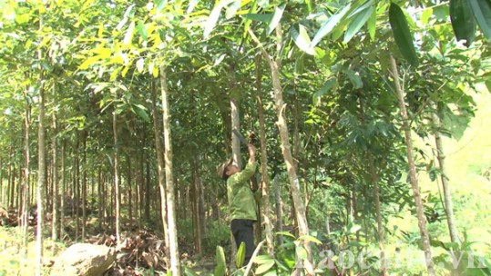 30 năm nỗ lực phủ xanh rừng Lào Cai