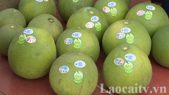 Giữ vững thương hiệu bưởi Múc
