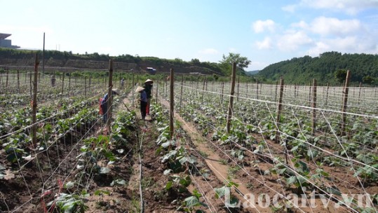 Nhiều hộ nông dân có thu nhập ổn định nhờ tham gia hợp tác xã