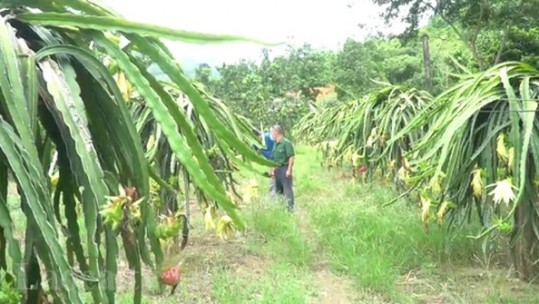 Bảo Nhai tích cực đưa các loại cây trồng mới vào sản xuất