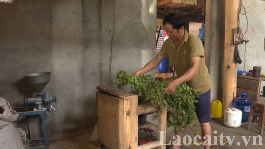 Sáng tạo trong cách dự trữ thức ăn xanh cho lợn trong mùa đông