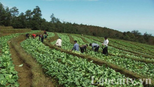 Lào Cai phát triển nông nghiệp theo vùng sinh thái