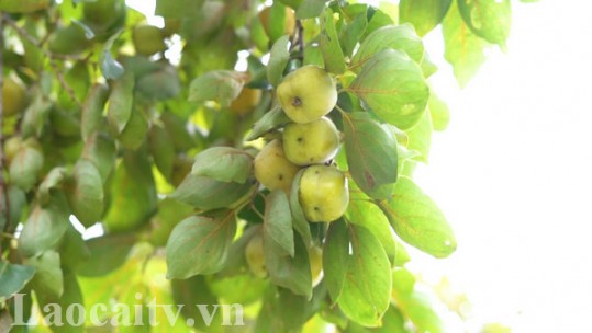 Hồng không hạt Tân An vào vụ
