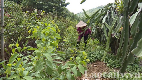 Xã Minh Tân (Bảo Yên) trồng thử nghiệm cây đàn hương