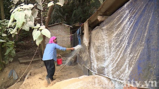 Tiêu hủy hơn 3 tấn lợn mắc dịch tả lợn châu Phi