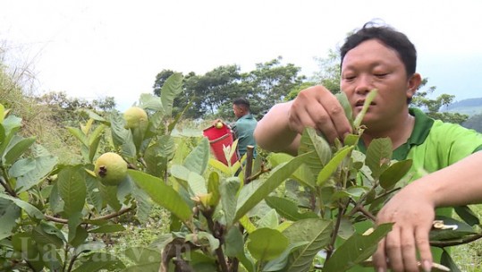 Bí thư chi bộ kiêm Trưởng thôn Sùng Seo Ly giúp thôn nghèo bứt phá đi lên
