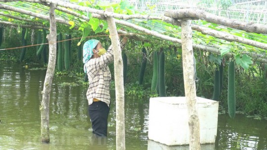 Sản xuất rau an toàn hướng tới nền nông nghiệp bền vững
