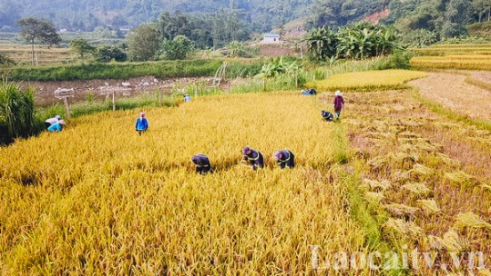 Dấu ấn “Màu áo xanh” giúp dân thu hoạch lúa