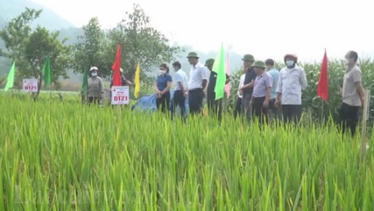 Lào Cai có thêm một giống lúa mới có năng suất và chất lượng gạo cao