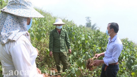 Bát Xát tăng cường tuyên truyền người dân không thu non củ Hoàng sin cô