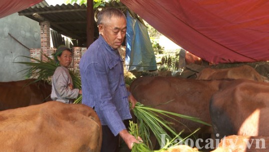 Bí thư chi bộ tiêu biểu ở thôn vùng cao Dìn Chin
