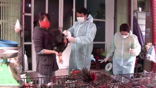Phát hiện 3 mẫu dương tính với cúm gia cầm A/H5N6
