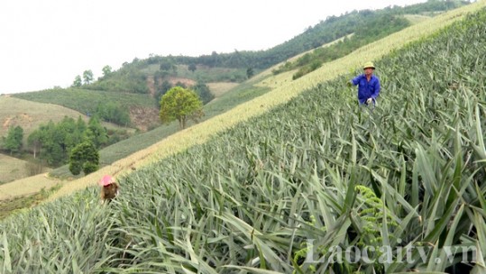 Lào Cai sẽ trồng mới gần 1.000 ha dứa