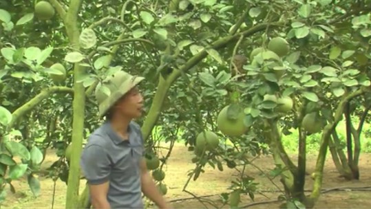 Thôn Múc vào mùa quả ngọt