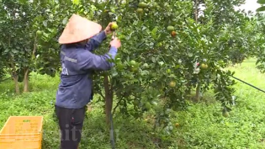 Nhiều ưu đãi trong chính sách tín dụng đối với hợp tác xã