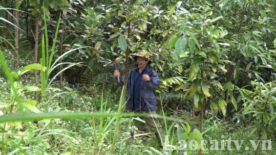 Si Ma Cai: Nâng cao độ che phủ rừng chống sa mạc hóa