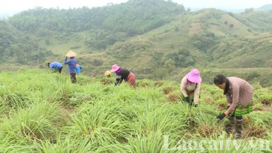Bảo Thắng: Người trồng sả tự phát phải chặt bỏ do không tìm được đầu ra