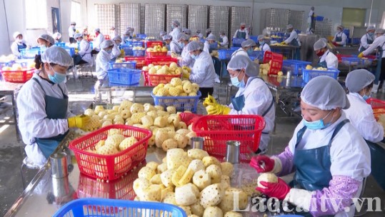 Mường Khương quan tâm đầu tư phát triển nông nghiệp bền vững