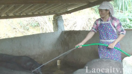 Làm giàu trên mảnh đất quê hương