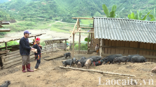 Nông dân người Dao tiêu biểu trong phát triển kinh tế