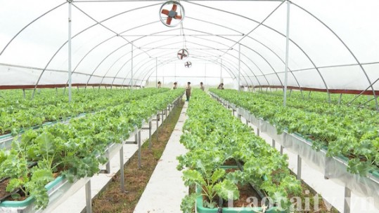 Liên kết sản xuất rau cải kale