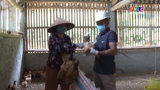 Lào Cai phát hiện 4 mẫu cúm gia cầm độc lực cao A/H5N8