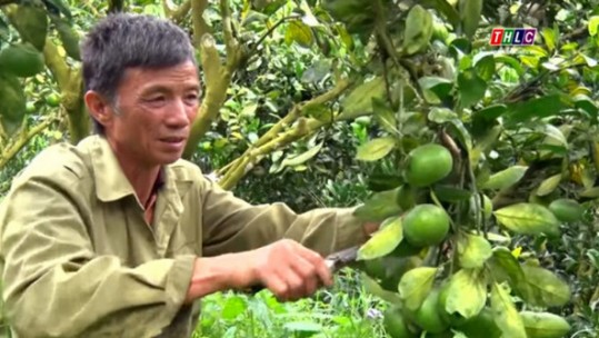 Quýt Mường Khương được mùa nhưng giá rẻ