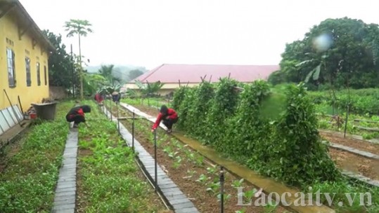 Vườn rau của thầy