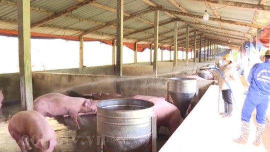 Người chăn nuôi Lào Cai phấn khởi khi giá lợn hơi tăng trở lại