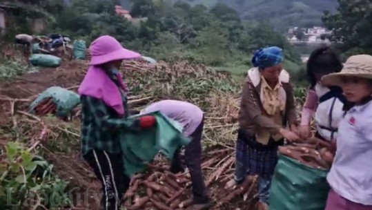 Bát Xát khuyến cáo người dân không mở rộng diện tích trồng cây sắn